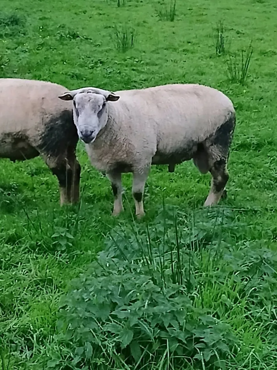 Ram - Image 2