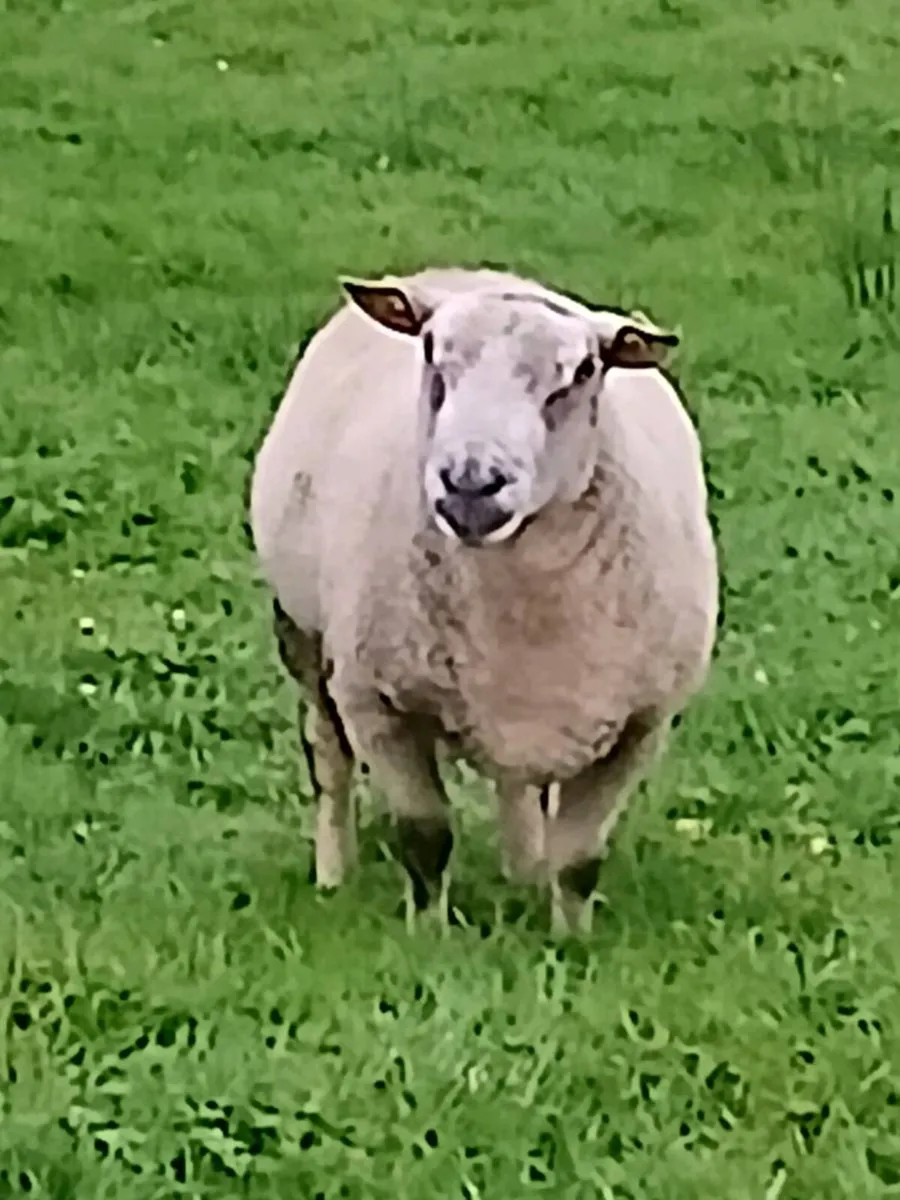 Ram - Image 3