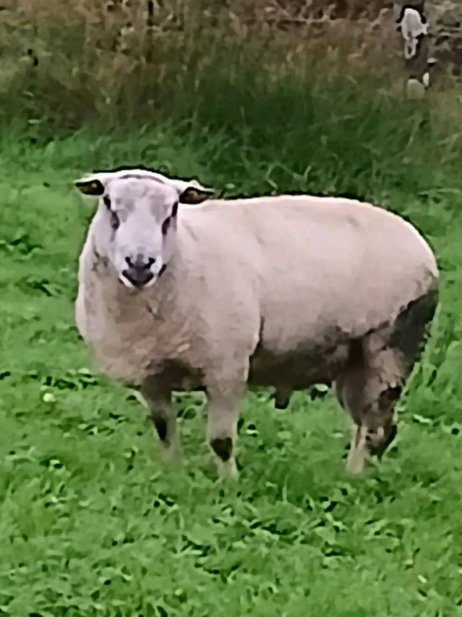 Ram - Image 4