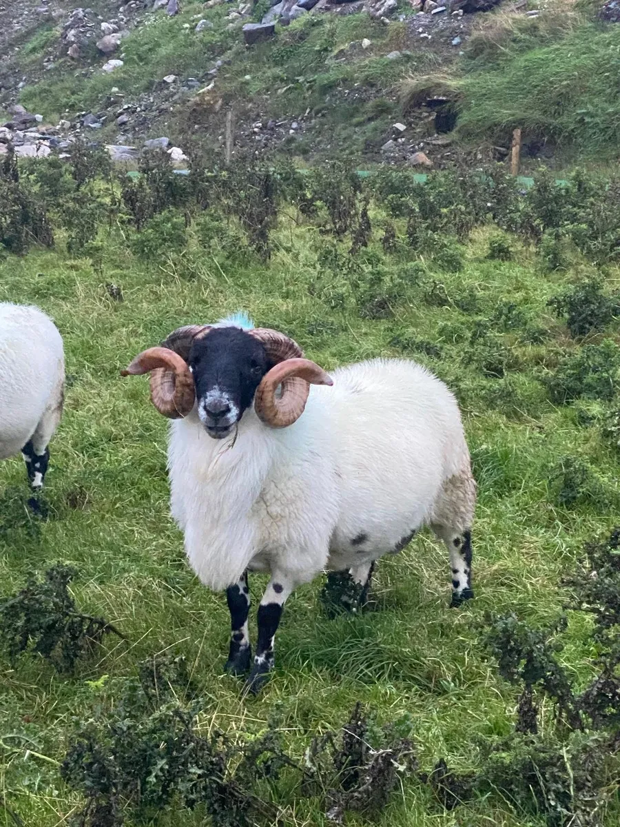 Rams for sale - Image 1
