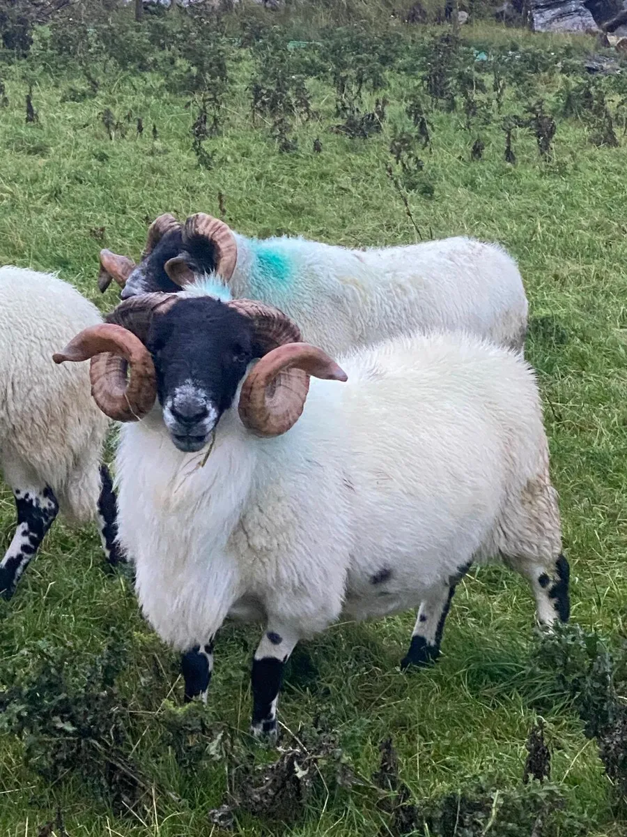 Rams for sale - Image 2