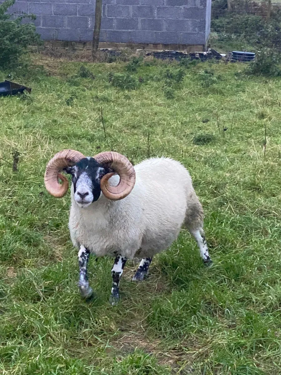Rams for sale - Image 3