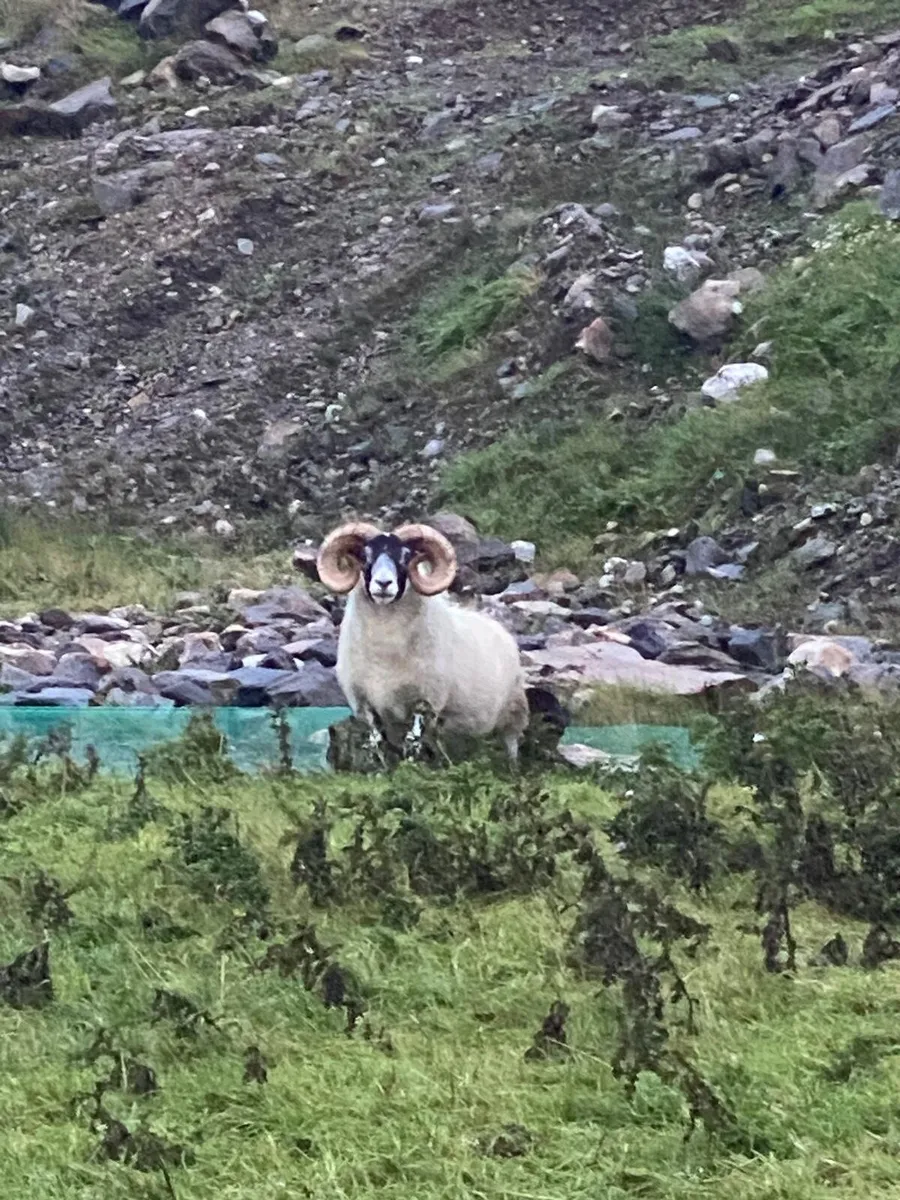 Rams for sale - Image 4