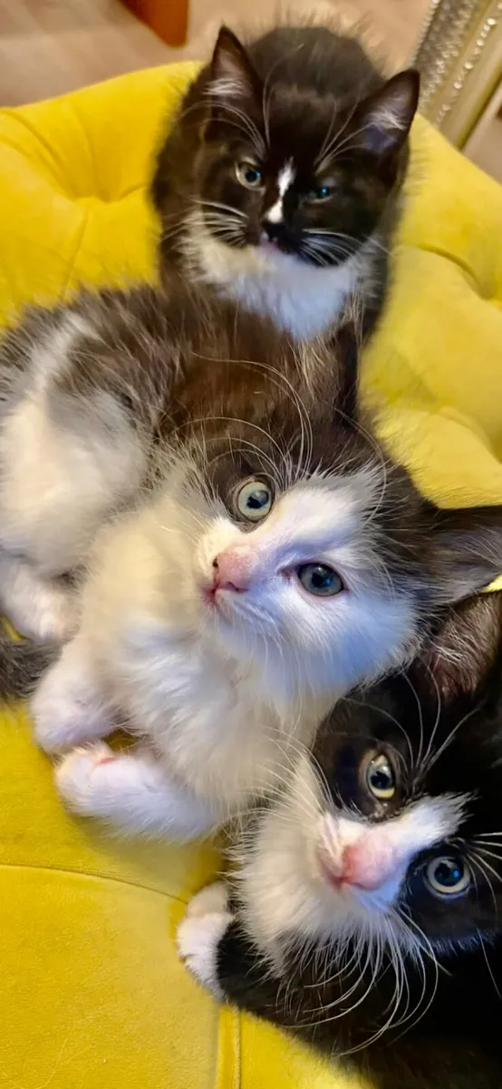 Cross siberian kittens - Image 1
