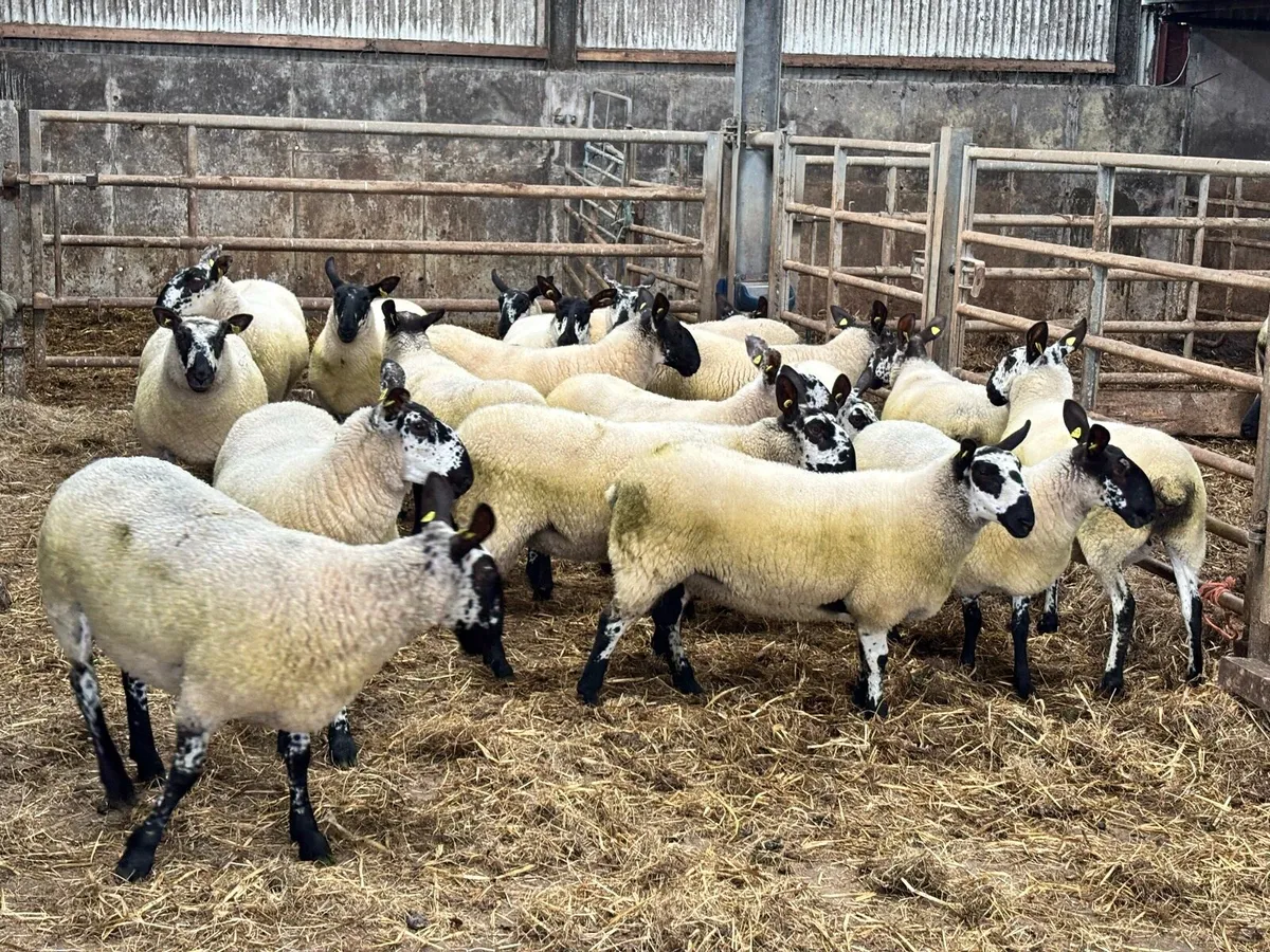Milford ewe hoggets - Image 3