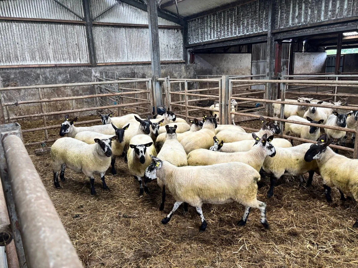 Milford ewe hoggets - Image 4