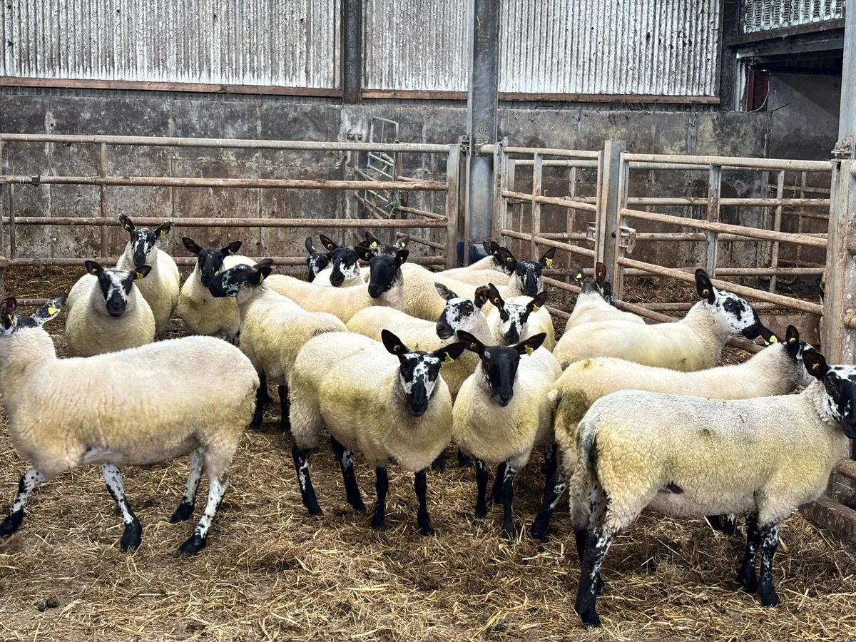 Milford ewe hoggets - Image 2