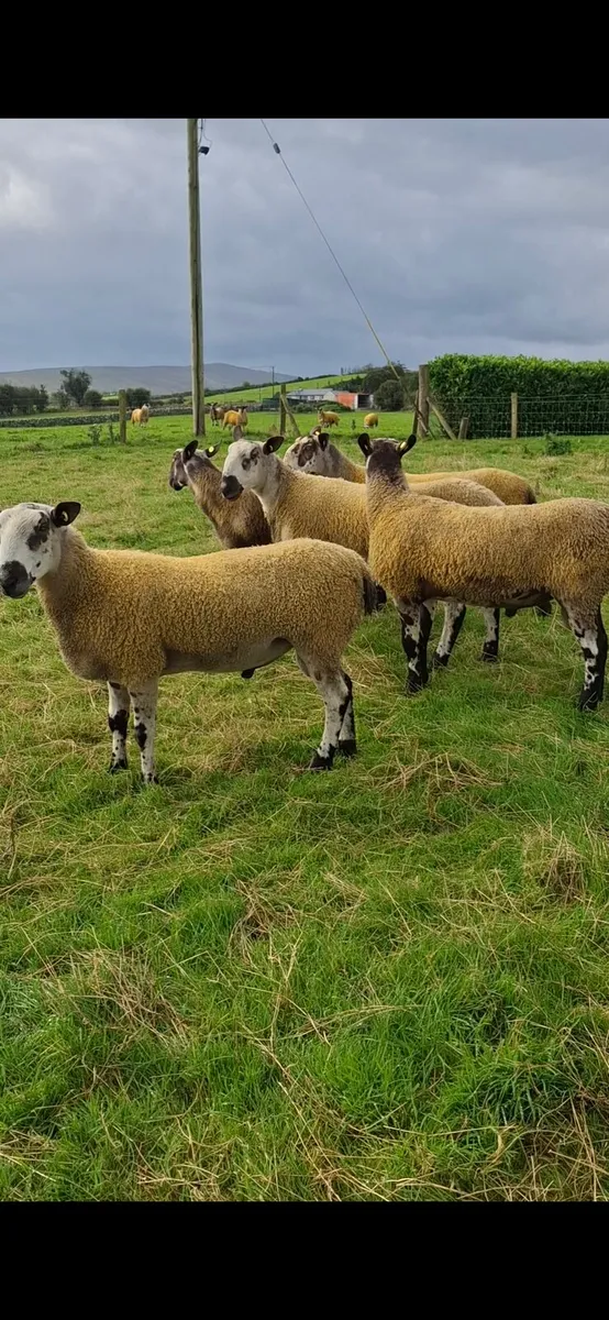 BLUEFACED LEICESTER HOGGET RAMS - Image 1