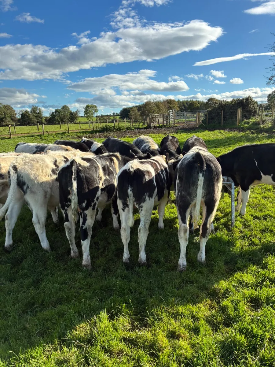 Blue sim and Fkv bulls - Image 4