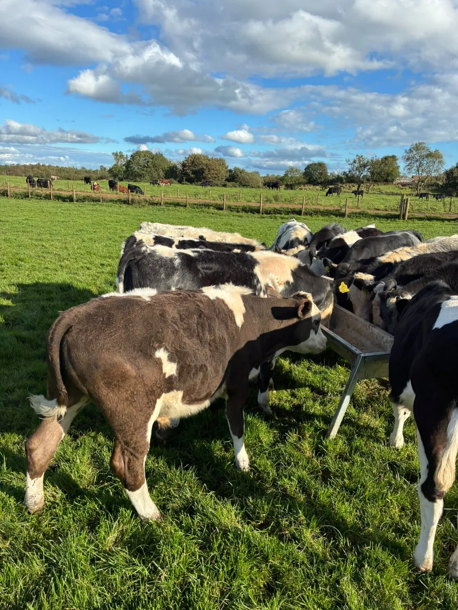 Blue sim and Fkv bulls - Image 1