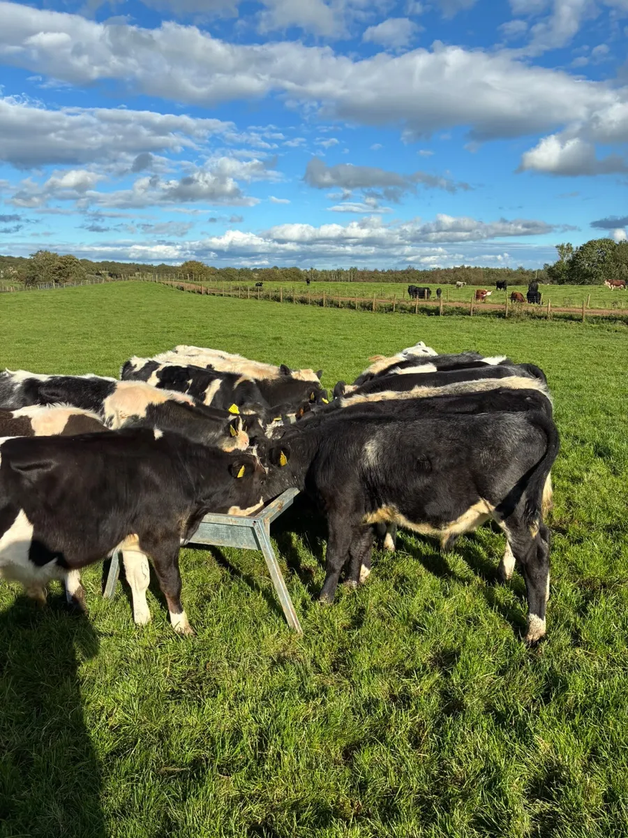 Blue sim and Fkv bulls - Image 2
