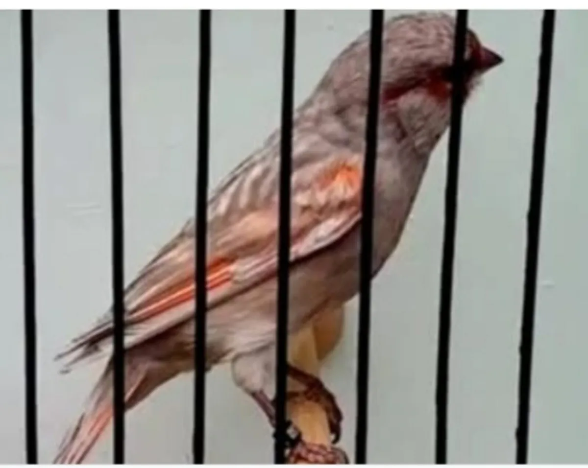 Color canaries - Image 1
