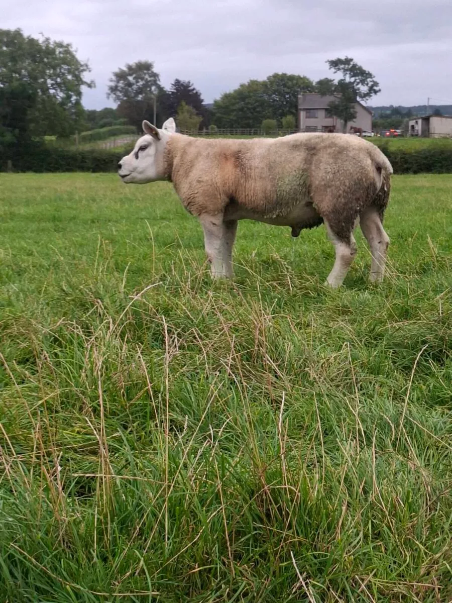 TEXEL SHEARLING FOR SALE - Image 1