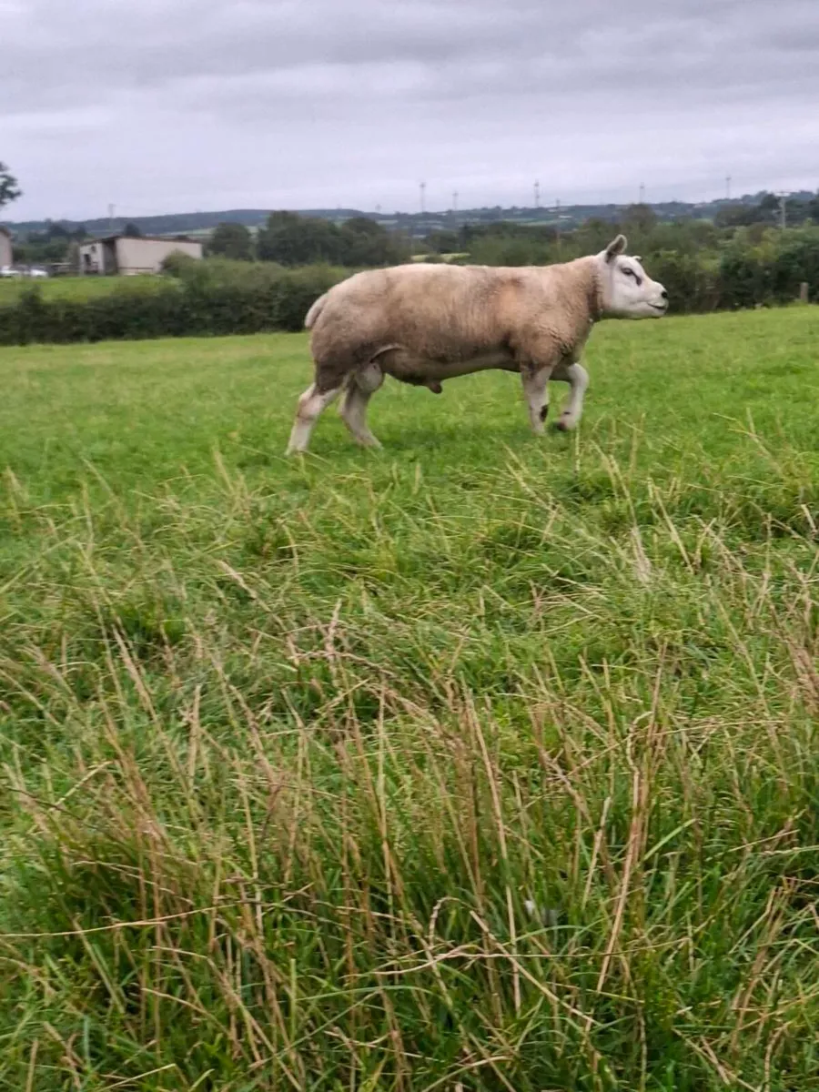 TEXEL SHEARLING FOR SALE - Image 2