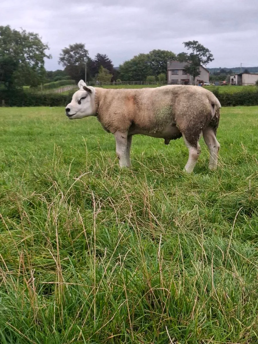 TEXEL SHEARLING FOR SALE - Image 3