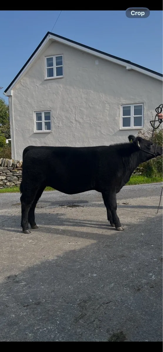 Pbr Aberdeen Angus - Image 2