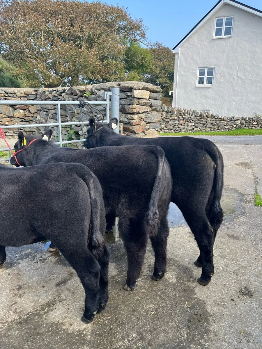 Pbr Aberdeen Angus - Image 3