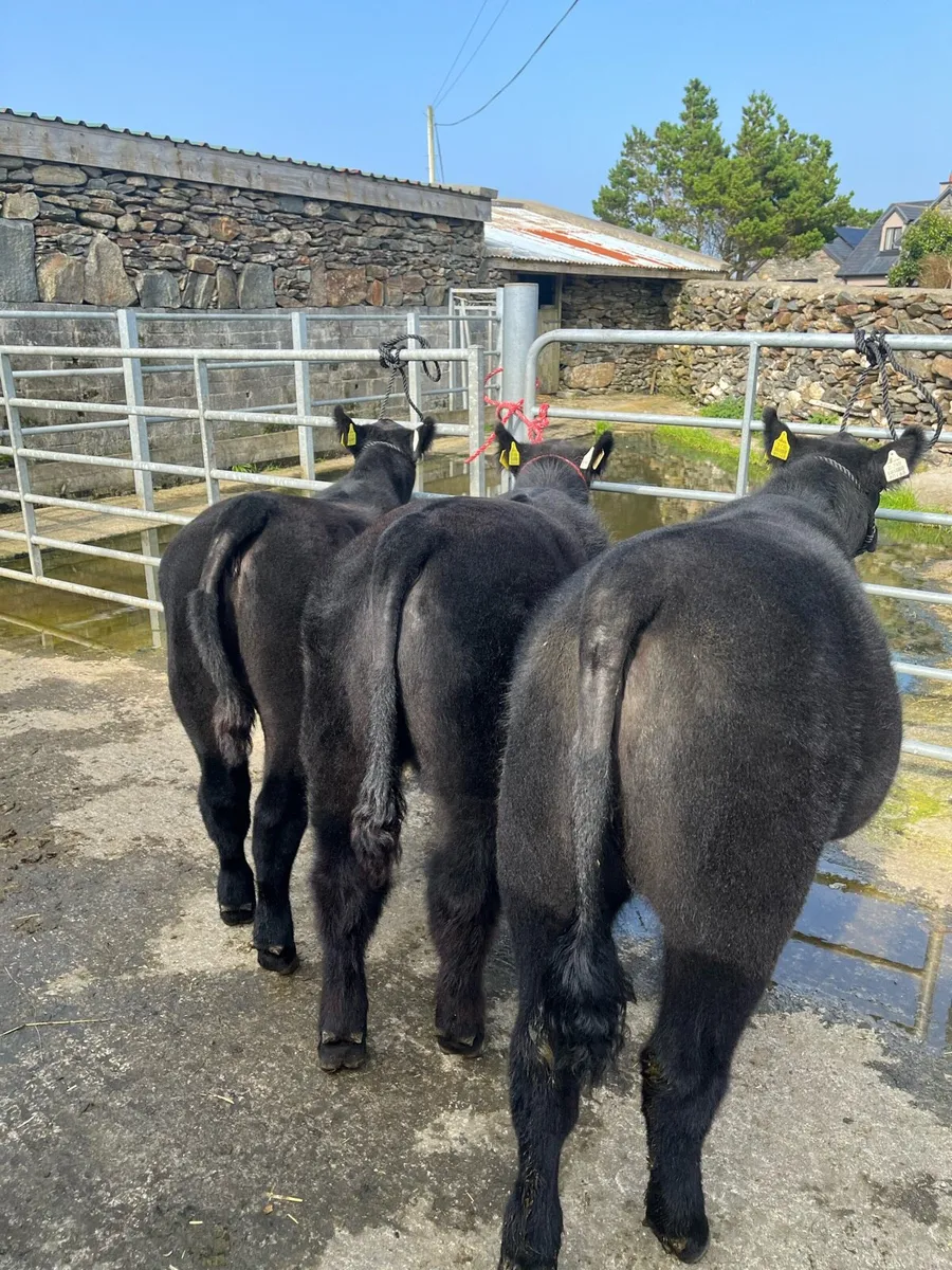 Pbr Aberdeen Angus - Image 4