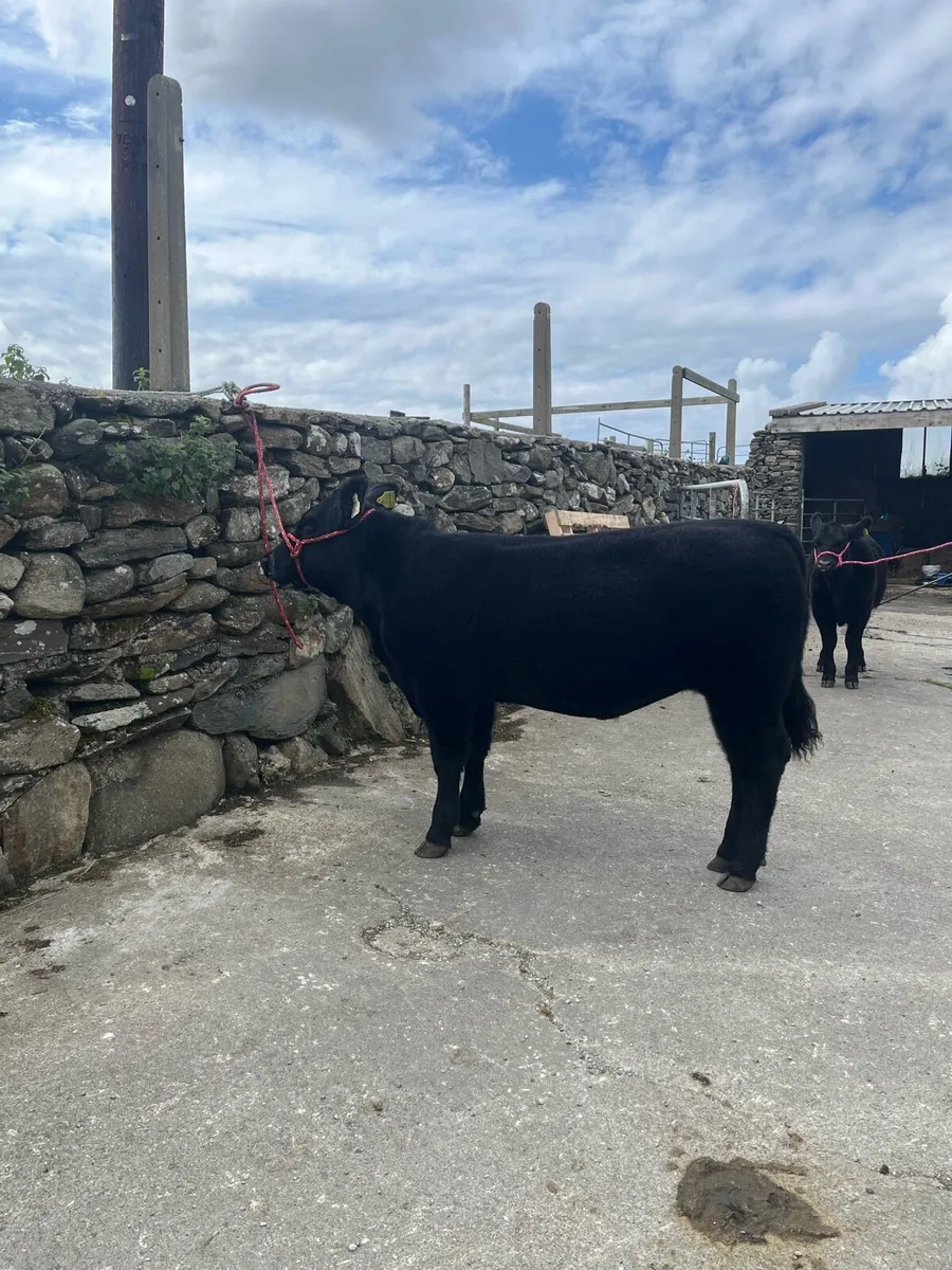 Pbr Aberdeen Angus - Image 4
