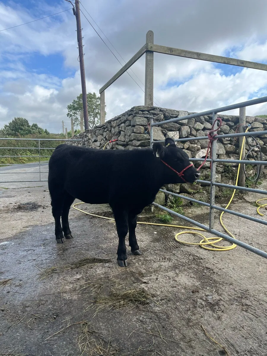 Pbr Aberdeen Angus - Image 1