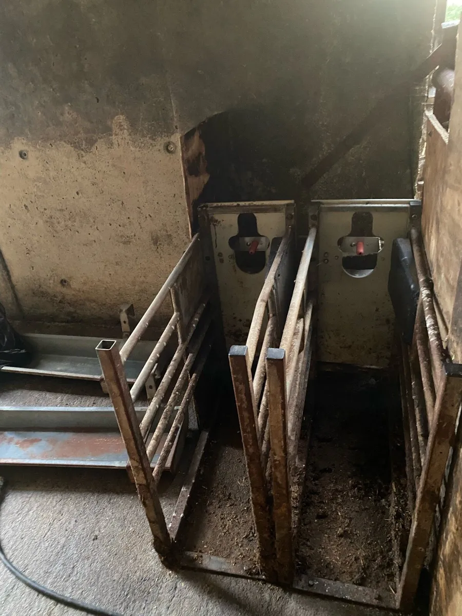 Calf feeder - Image 2