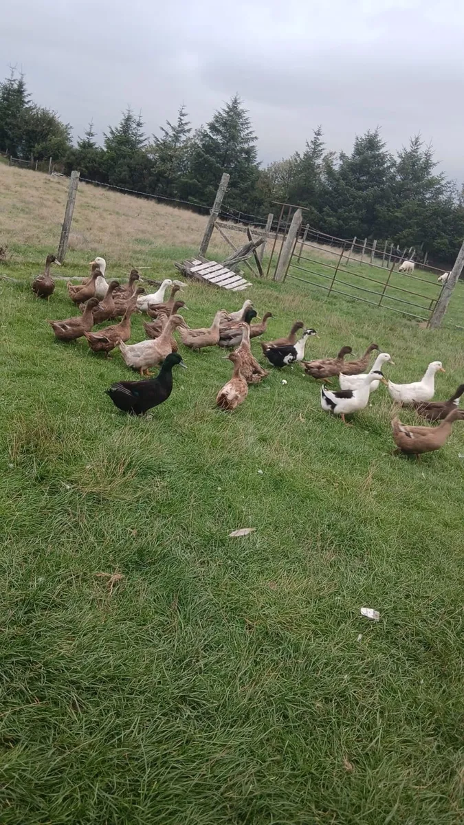 Hens and ducks - Image 1