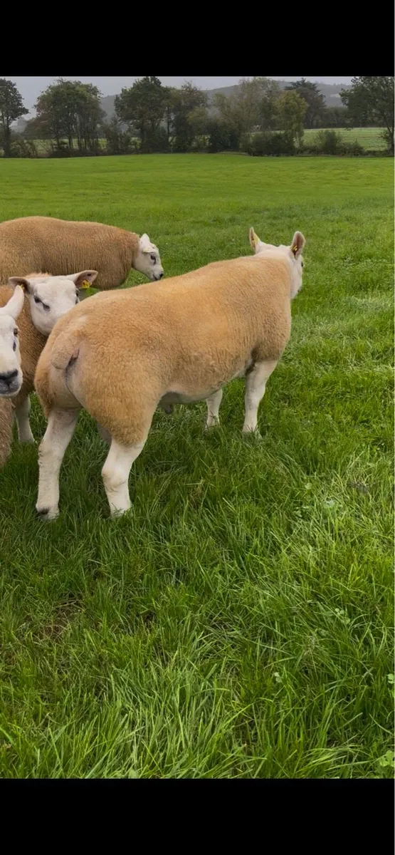 Texel Rams - Image 1