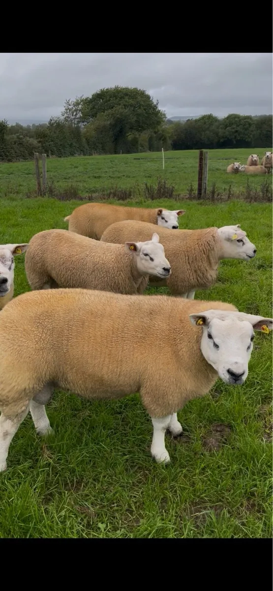 Texel Rams - Image 2