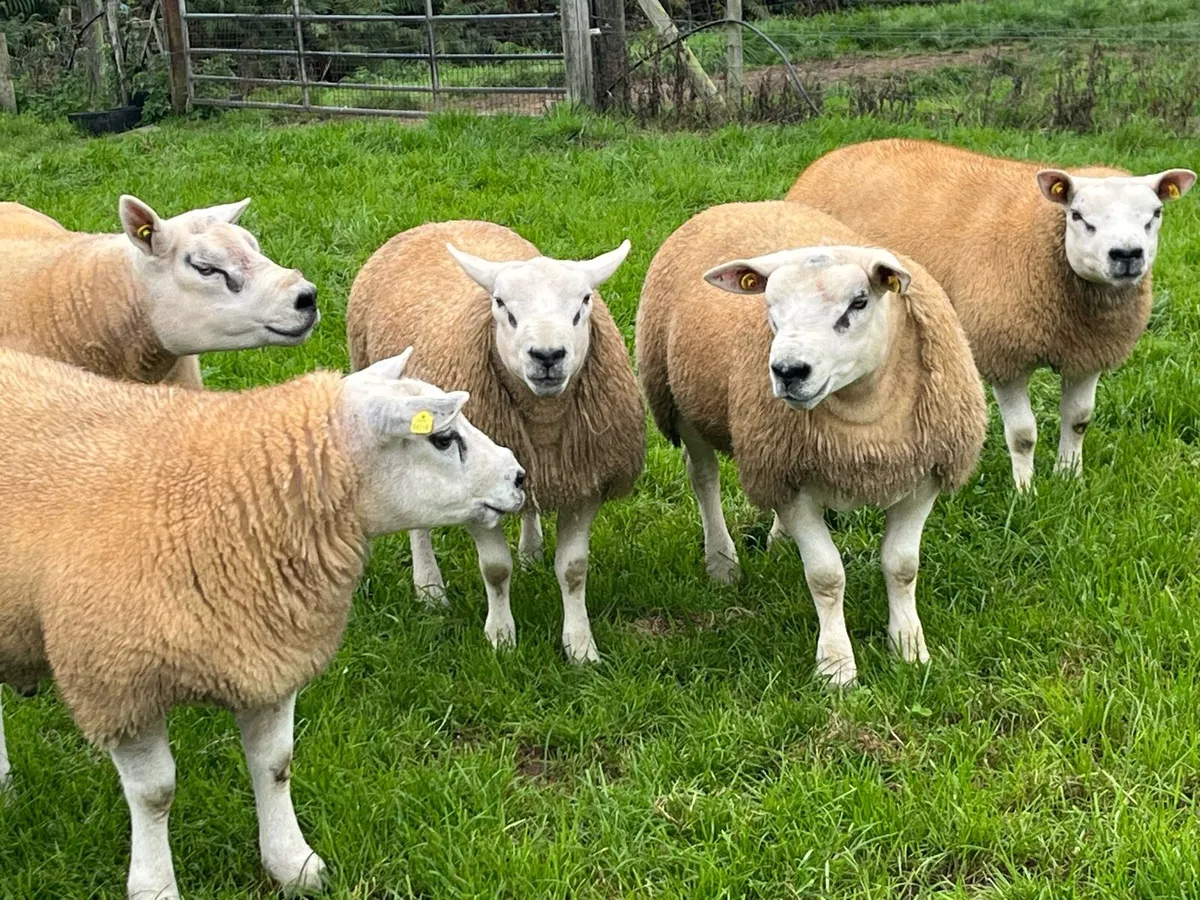 Texel Rams - Image 4