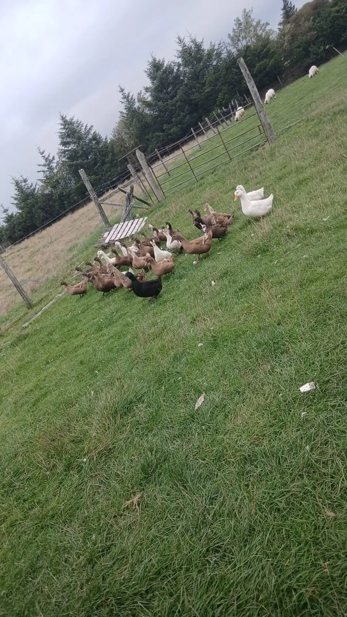 Hens and ducks - Image 2