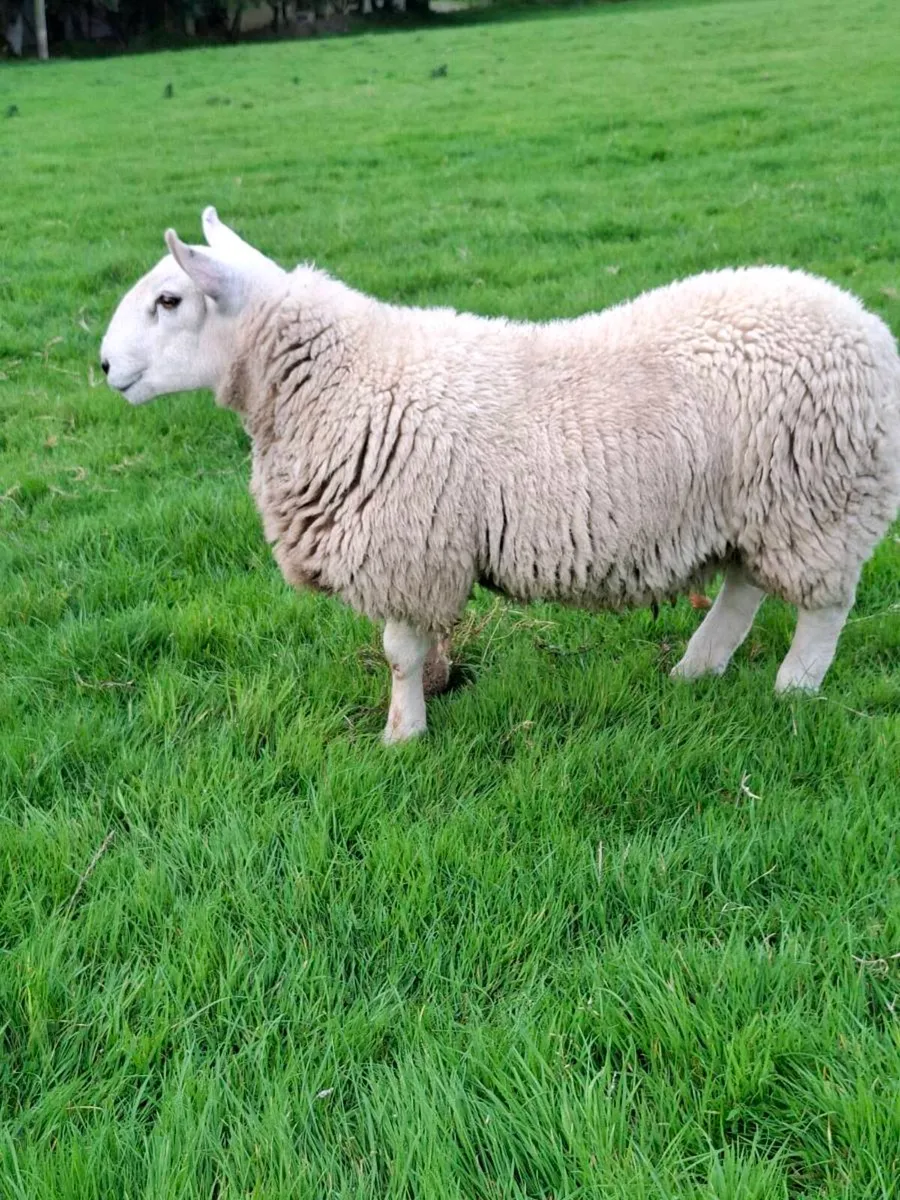 Cheviot Cross Ram Lamb Breeding - Image 1