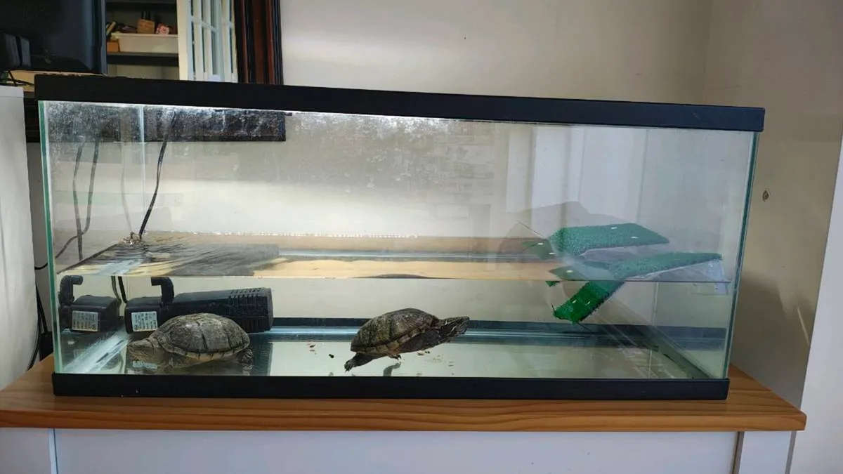 Two musk turtles and aquarium - Image 1