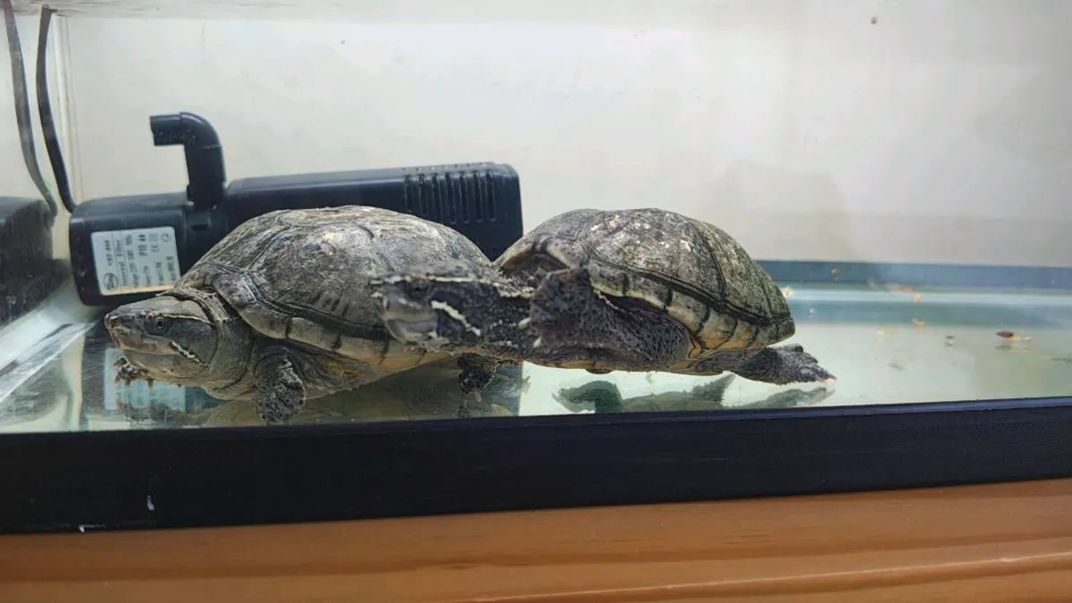 Two musk turtles and aquarium - Image 2