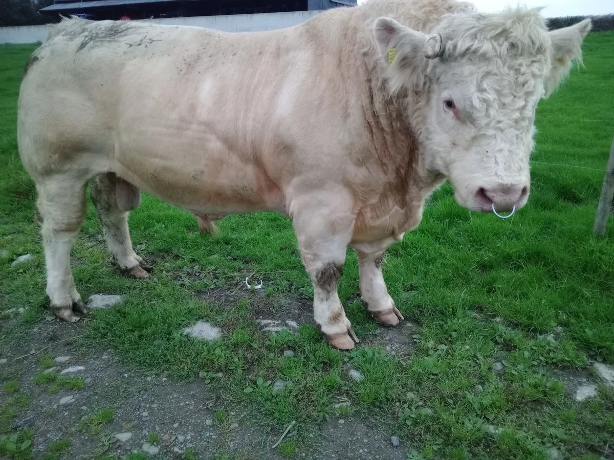 Pure bred Charolais bull - Image 1