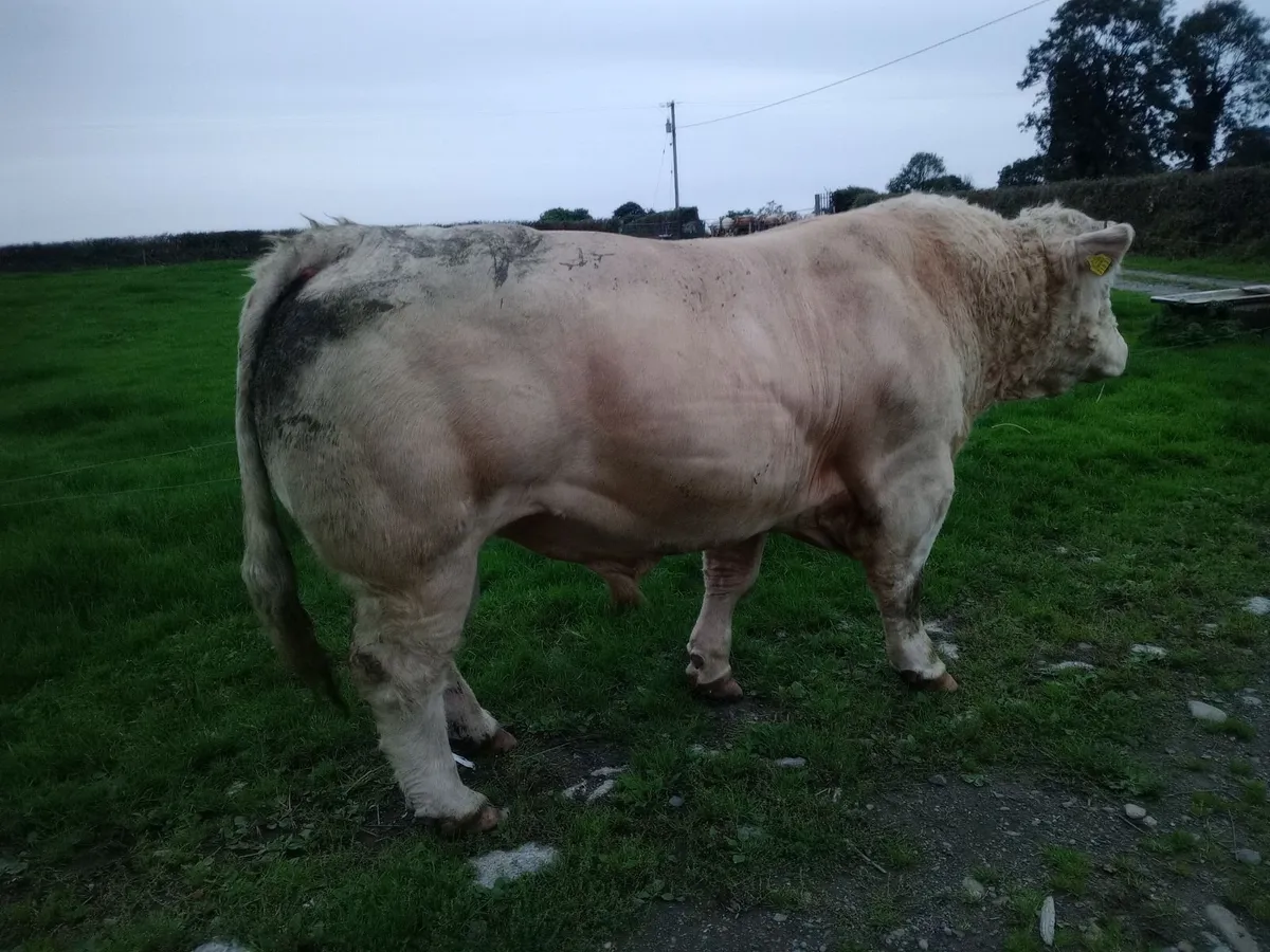 Pure bred Charolais bull - Image 4