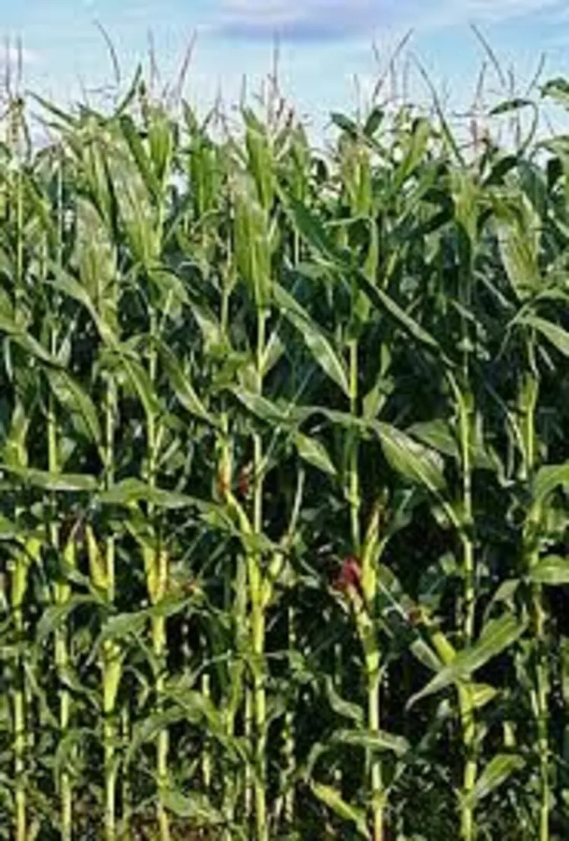 Maize     Price drop.  Going in next week.