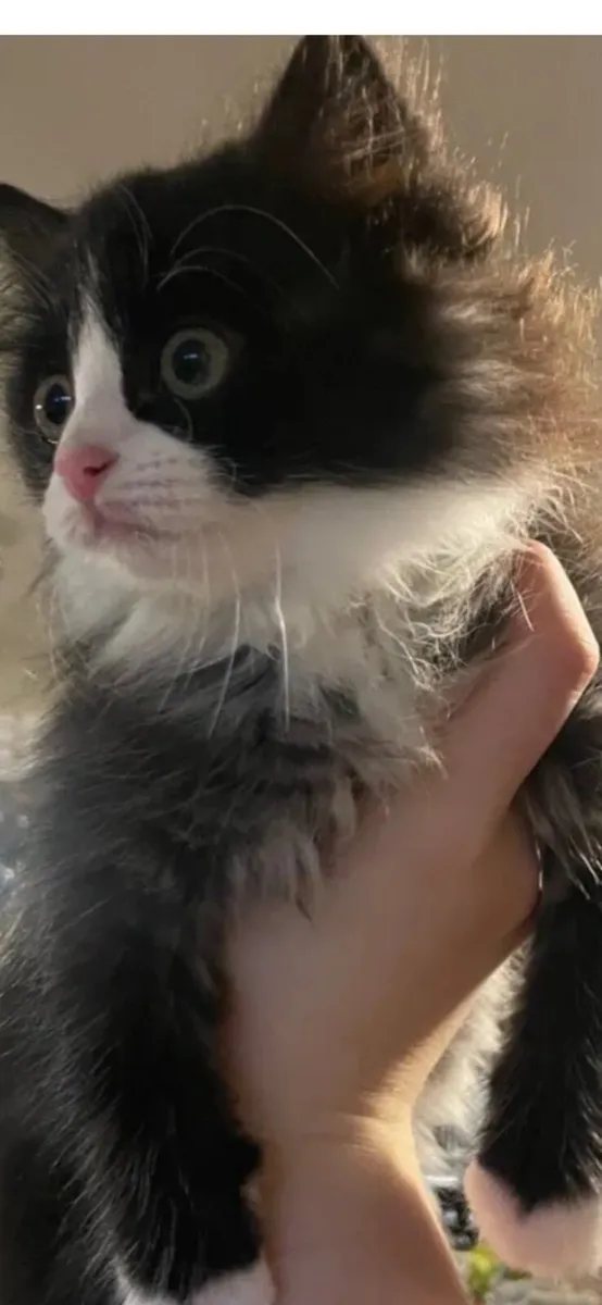 Cross siberian kittens - Image 2