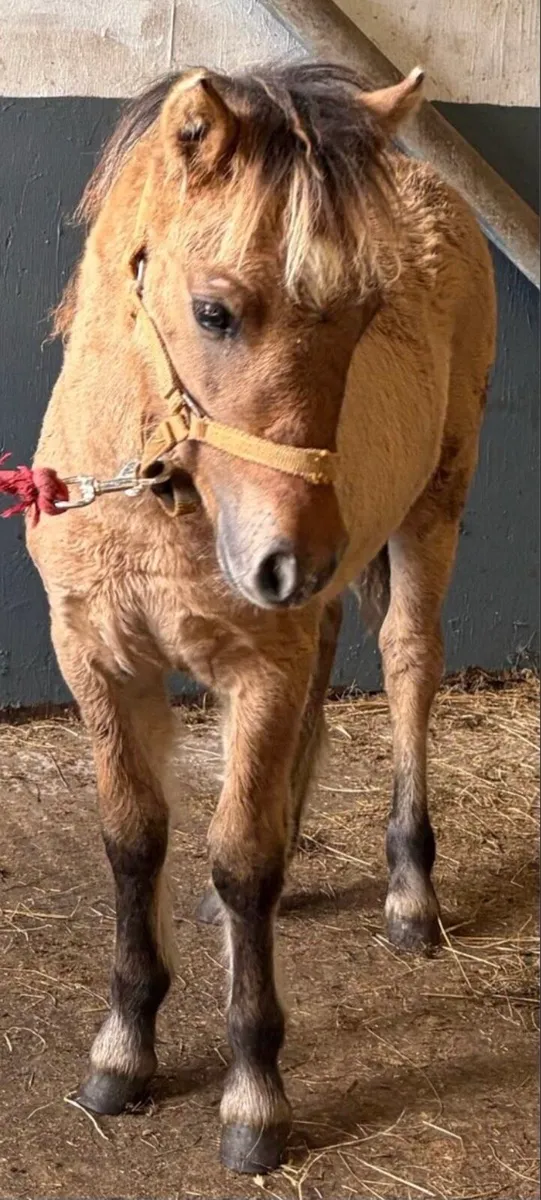 Buckskin minature pony gelding yearling - Image 1