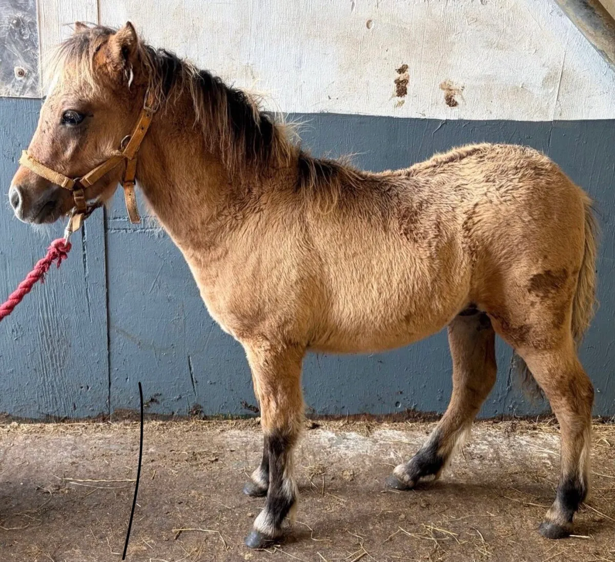 Buckskin minature pony gelding yearling - Image 2
