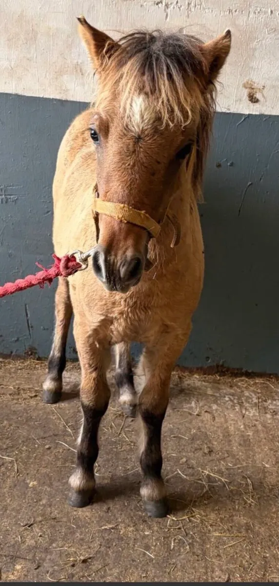Buckskin minature pony gelding yearling - Image 4