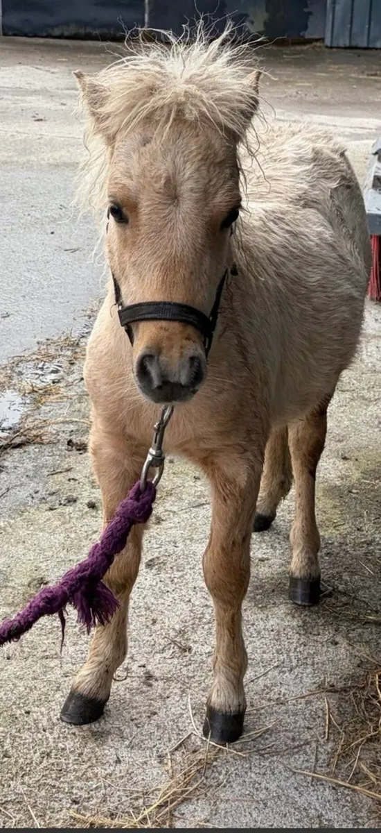 Palomino minature pony gelding - Image 1