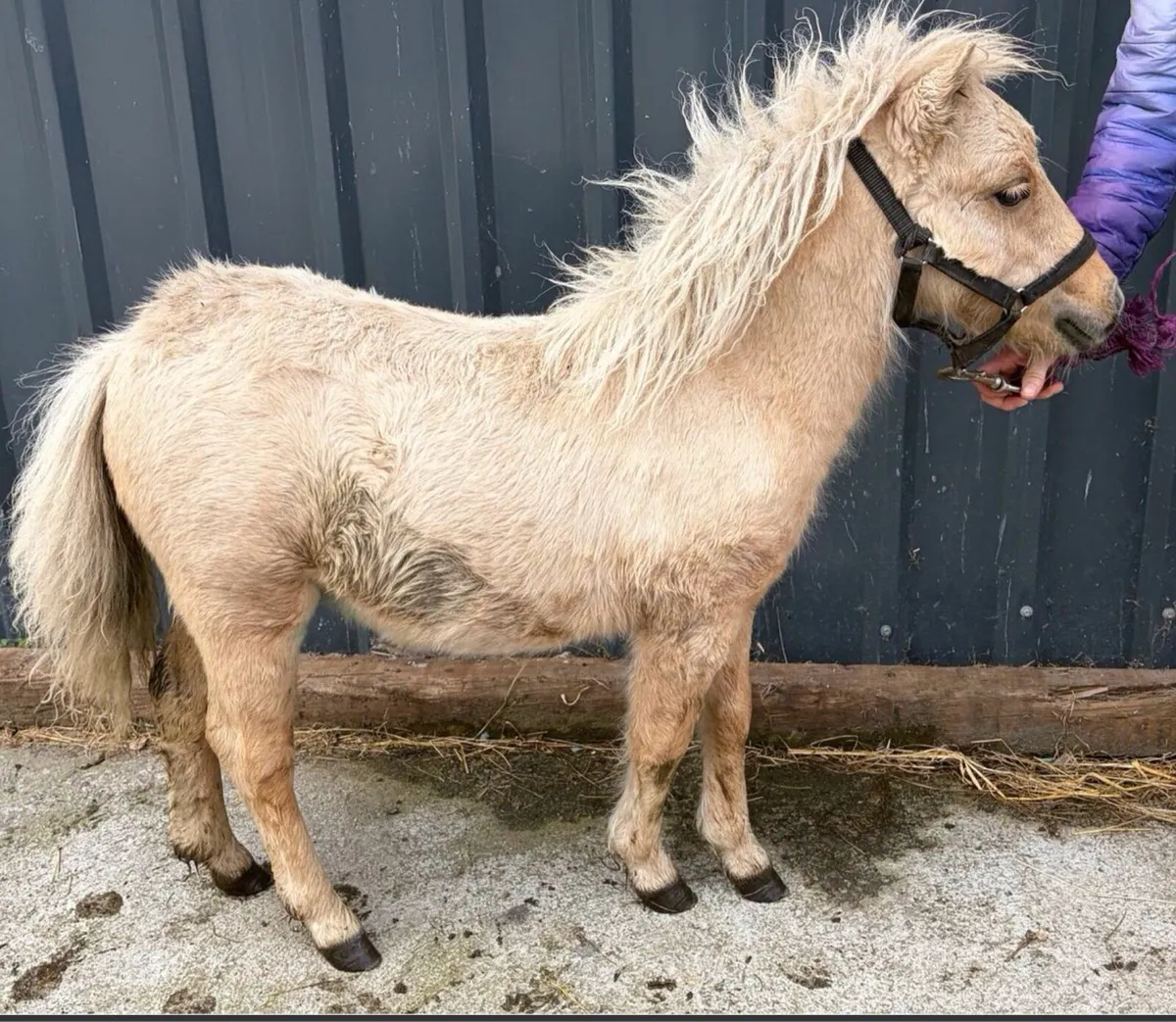 Palomino minature pony gelding - Image 2