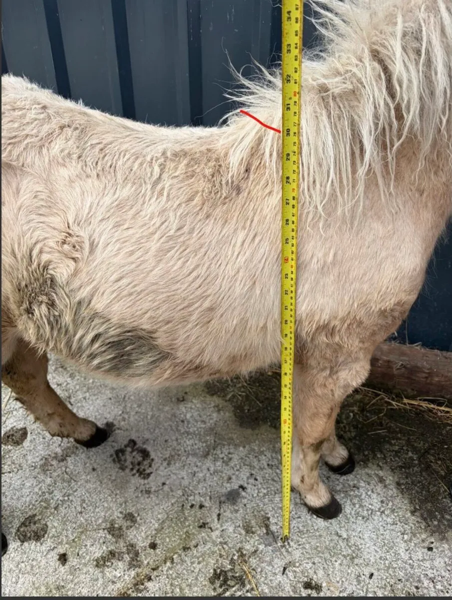 Palomino minature pony gelding - Image 3
