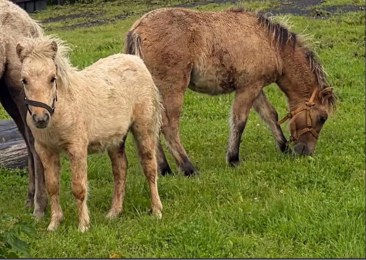 Palomino minature pony gelding - Image 4