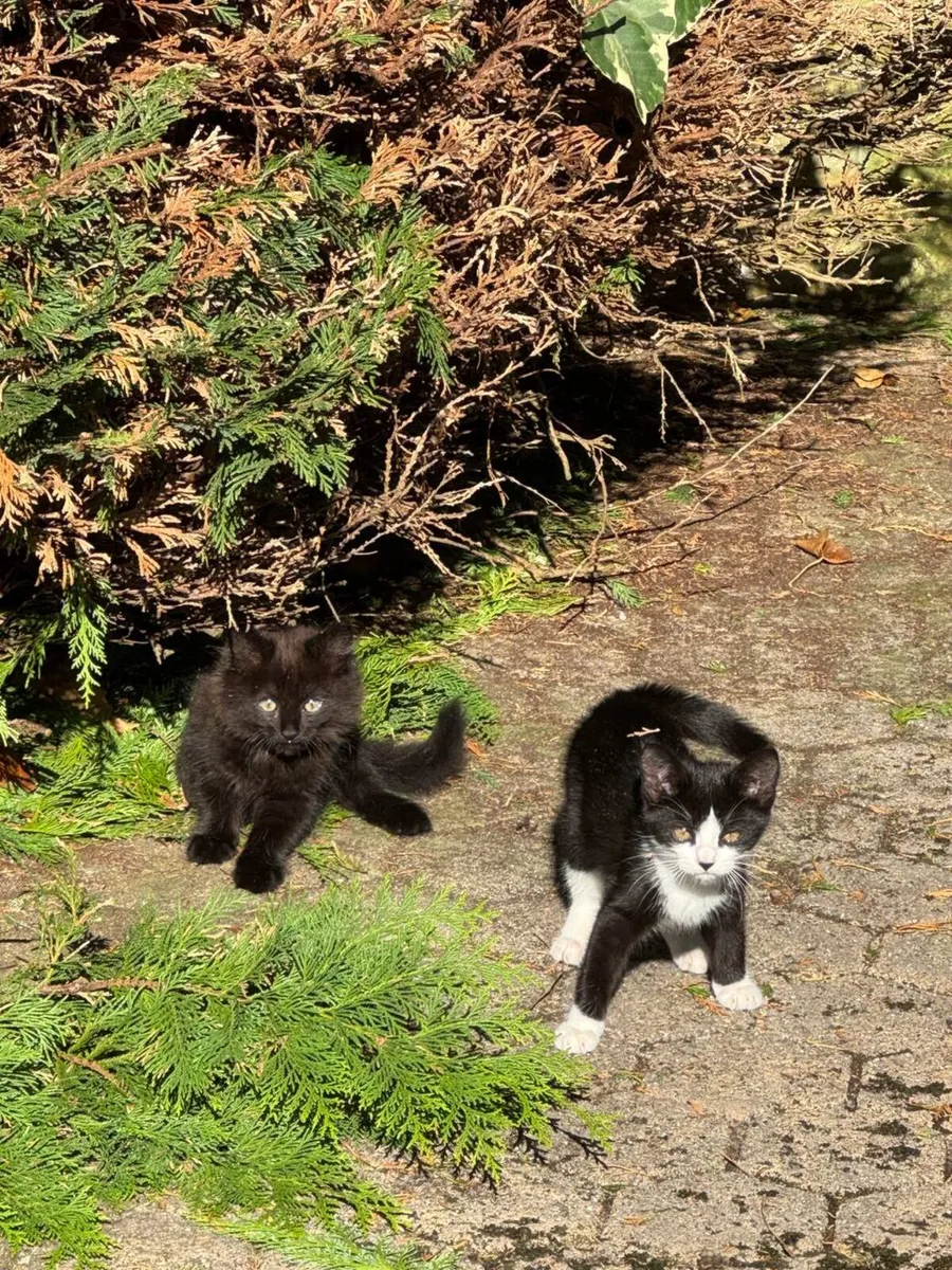 Lovely 3-Month-Old Kittens - Image 1