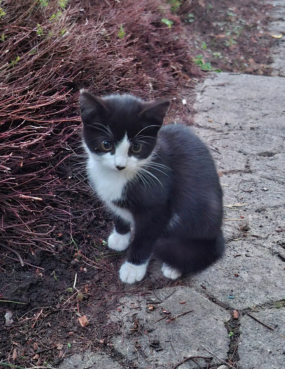 Lovely 3-Month-Old Kittens - Image 2