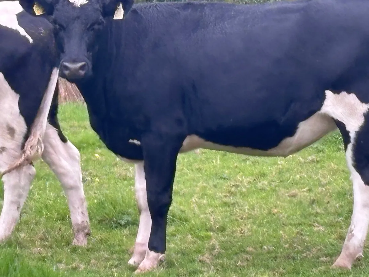 7 bulling Freisan heifers for sale - Image 2
