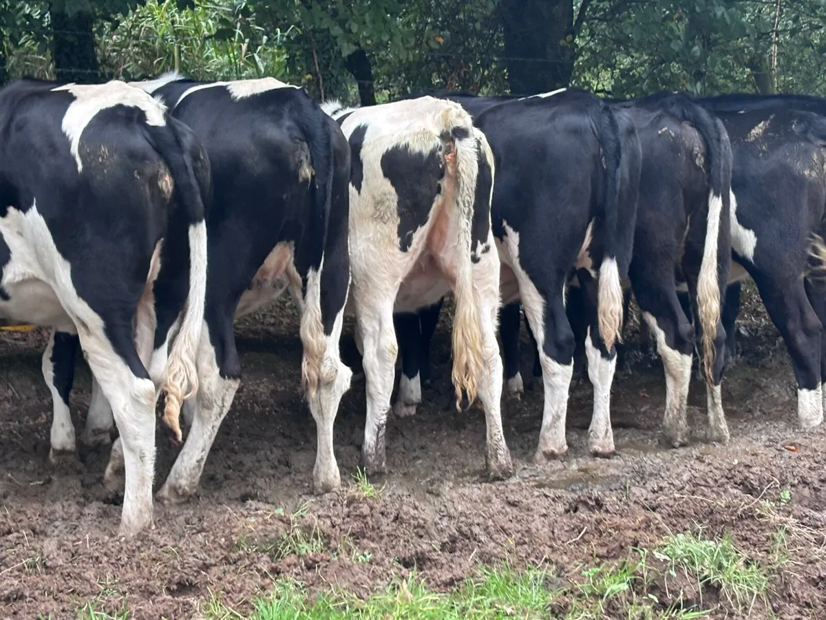 7 bulling Freisan heifers for sale - Image 3
