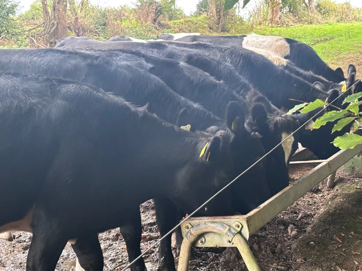7 bulling Freisan heifers for sale - Image 4