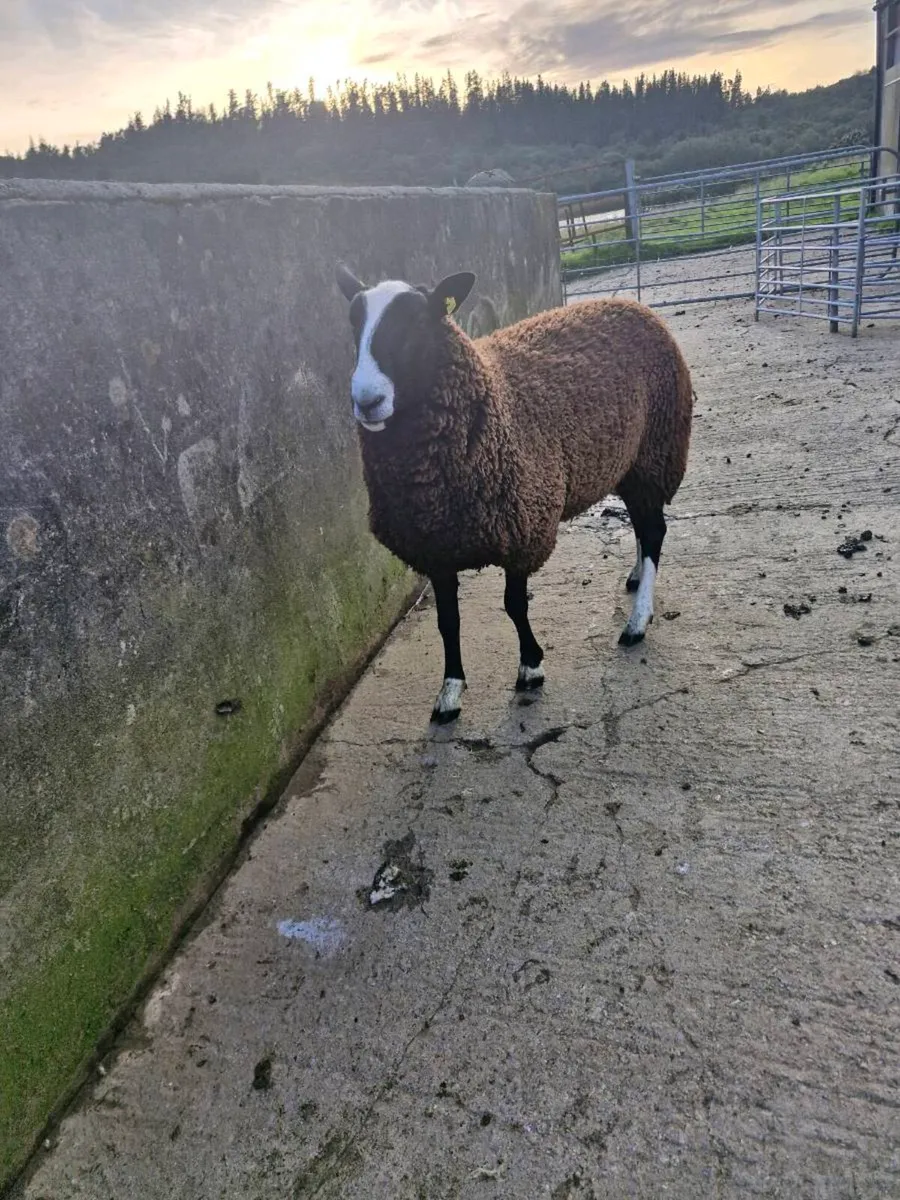PB RAM & Ewe lamb - Image 1